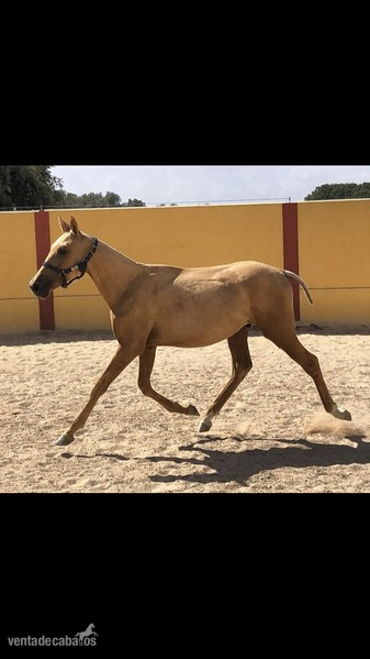 Potro Luso- Arabe  in 