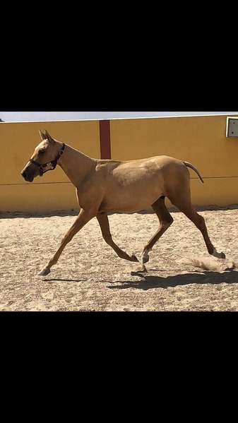 Luso-Arabe