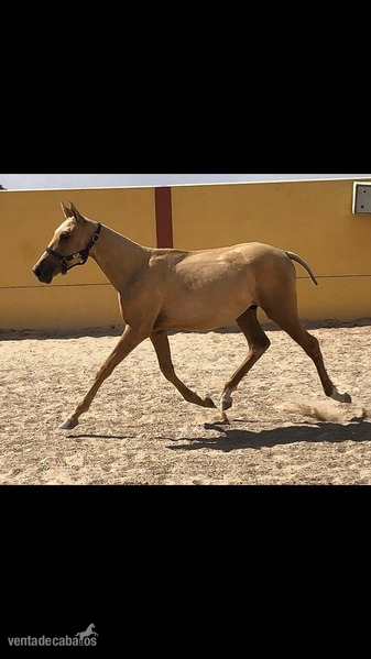 Luso-Arabe