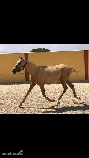Luso-Arabe {TYPE}