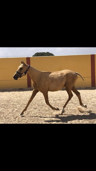 Luso-Arabe {TYPE}