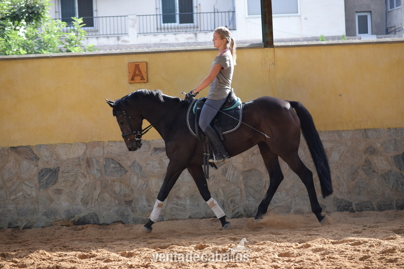 Yeguas Anglo-árabe - Yegua de Salto en Venta