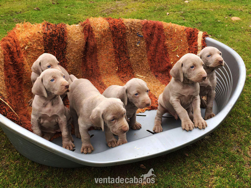 CACHORROS DE BRACO DE WEIMAR. in 
