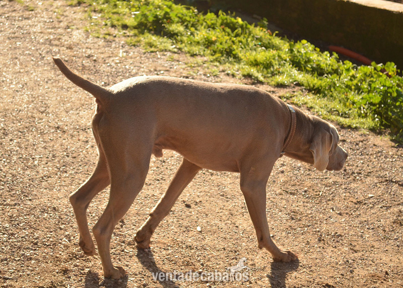 CACHORROS DE BRACO DE WEIMAR.