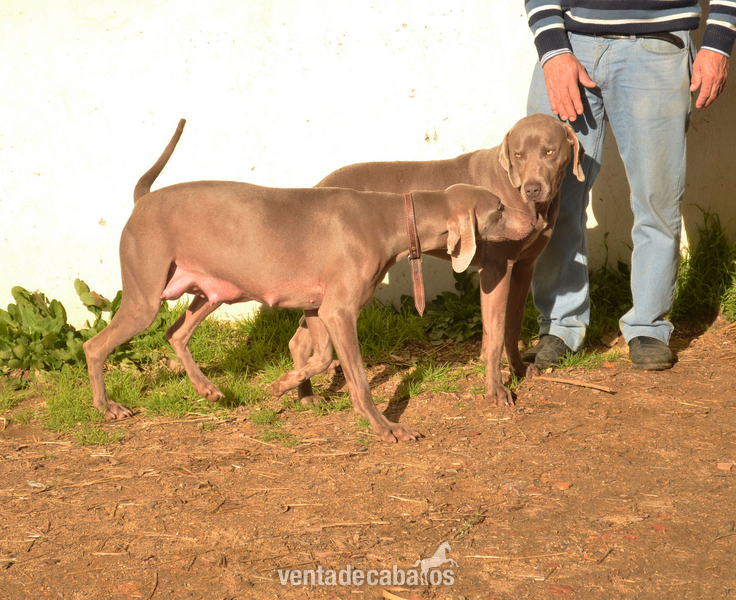  CACHORROS DE BRACO DE WEIMAR.
