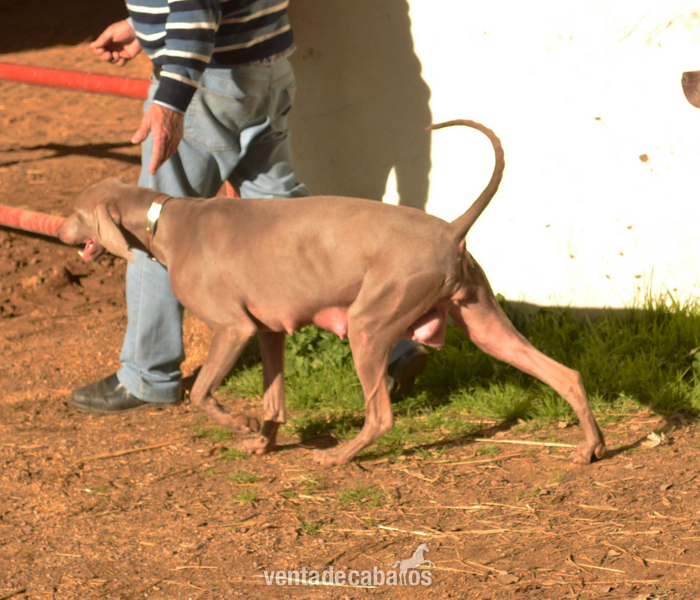 CACHORROS DE BRACO DE WEIMAR. - Mascotas in 