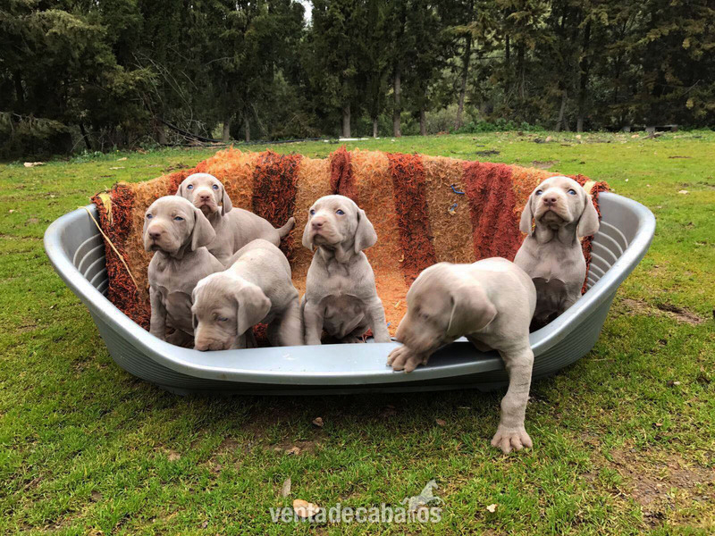 CACHORROS DE BRACO DE WEIMAR. - Mascotas