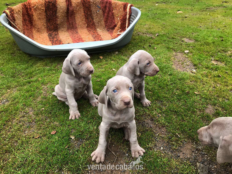 CACHORROS DE BRACO DE WEIMAR. 