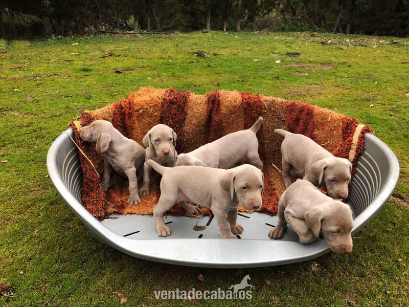 Mascotas - CACHORROS DE BRACO DE WEIMAR. in 