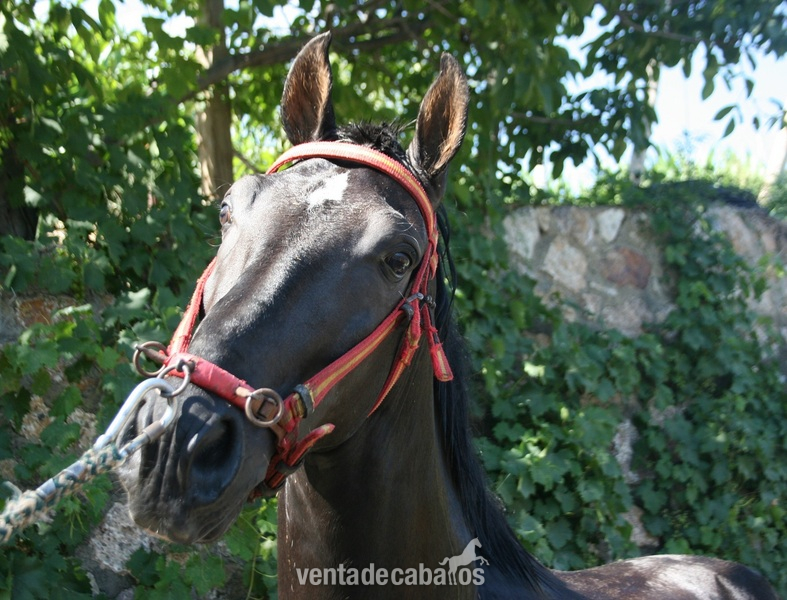 VENTA DE CABALLOS P.R.E (TREVELEZ) in 