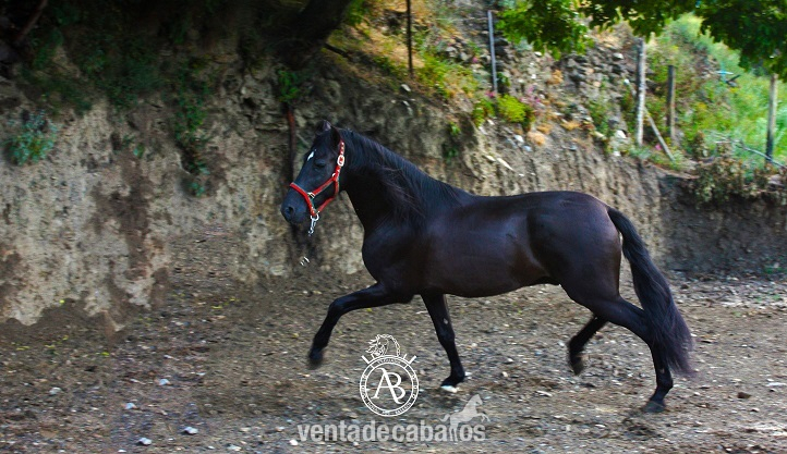 VENTA DE CABALLOS P.R.E (TREVELEZ) - Caballos Pura Raza Española (P.R.E.) in 