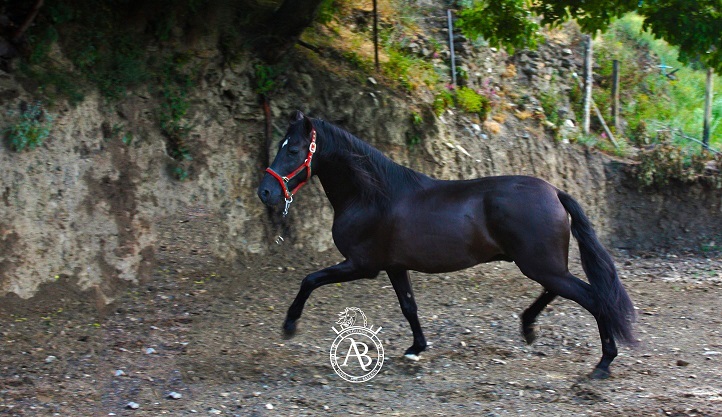 VENTA DE CABALLOS P.R.E (TREVELEZ) - Caballos Pura Raza Española (P.R.E.) in 