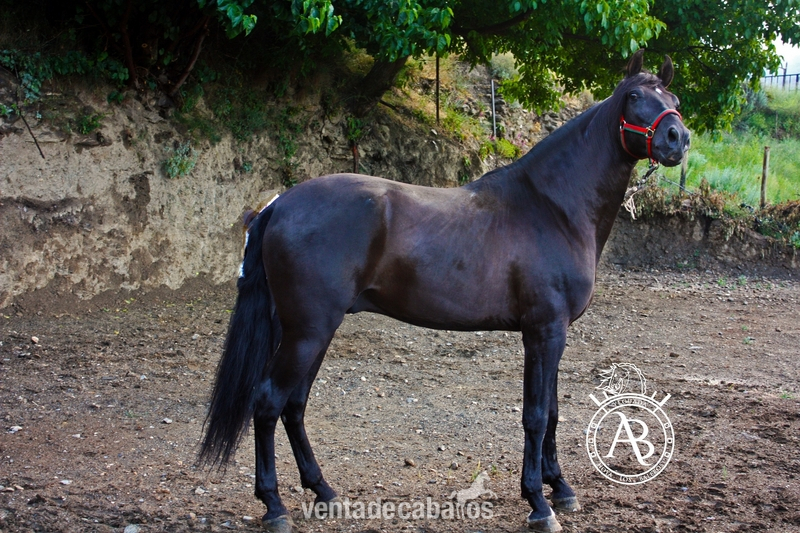 VENTA DE CABALLOS P.R.E (TREVELEZ) - Caballos Pura Raza Española (P.R.E.)