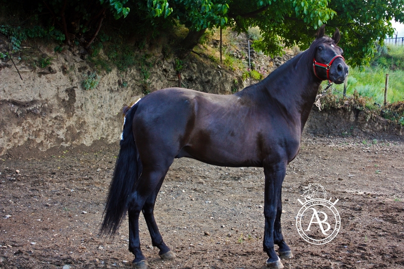 VENTA DE CABALLOS P.R.E (TREVELEZ) - Caballos Pura Raza Española (P.R.E.)