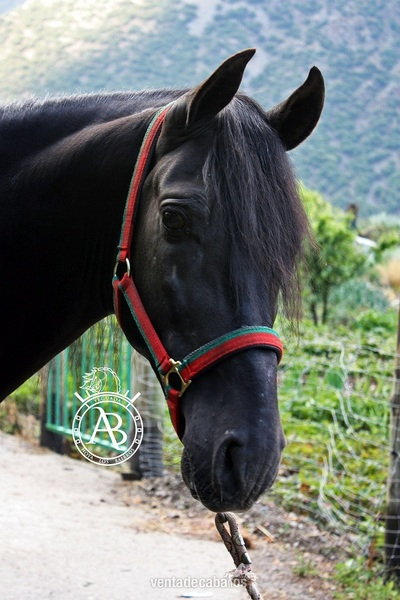 VENTA DE CABALLOS P.R.E (TREVELEZ) 