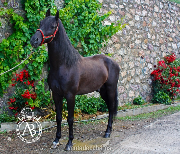 Caballos Pura Raza Española (P.R.E.) - VENTA DE CABALLOS P.R.E (TREVELEZ) in 