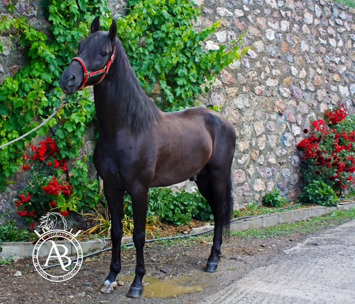Caballos Pura Raza Española (P.R.E.) - VENTA DE CABALLOS P.R.E (TREVELEZ) in 