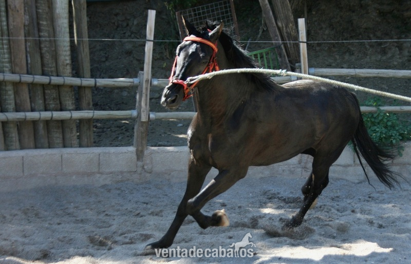 Andaluz