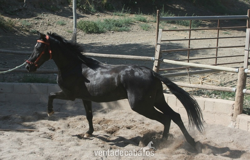 Andaluz {TYPE}