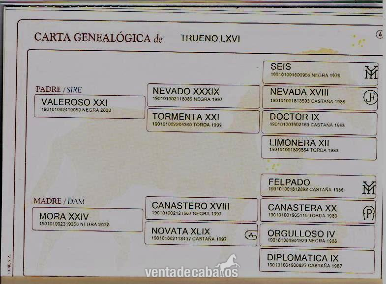 Caballos Pura Raza Española (P.R.E.) Andaluz - VENTA DE CABALLOS P.R.E (TREVELEZ)