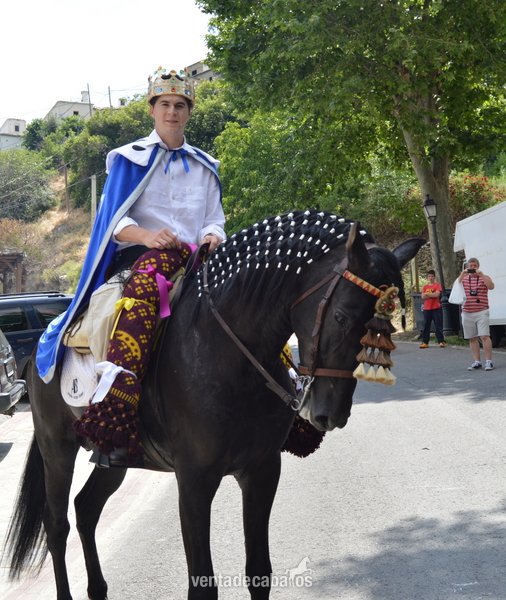 VENTA DE CABALLOS P.R.E (TREVELEZ) - Caballos Pura Raza Española (P.R.E.) Andaluz