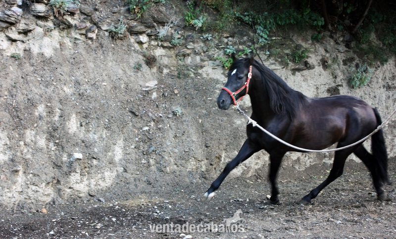 VENTA DE CABALLOS P.R.E (TREVELEZ) - Andaluz