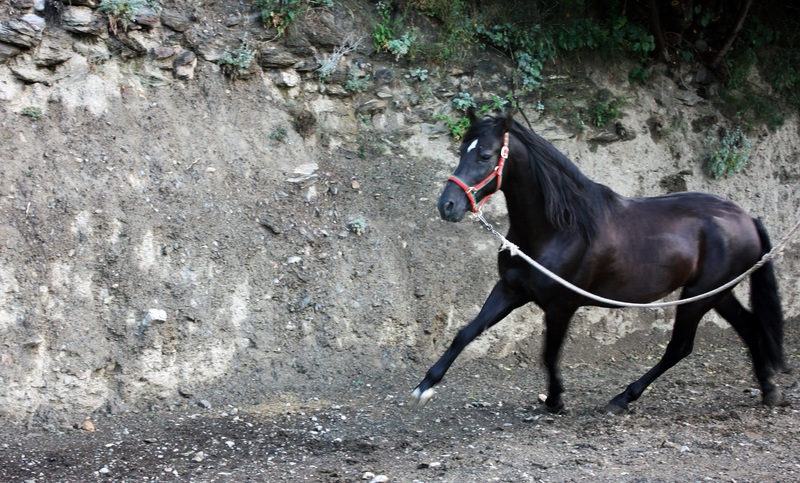 VENTA DE CABALLOS P.R.E (TREVELEZ) - Andaluz