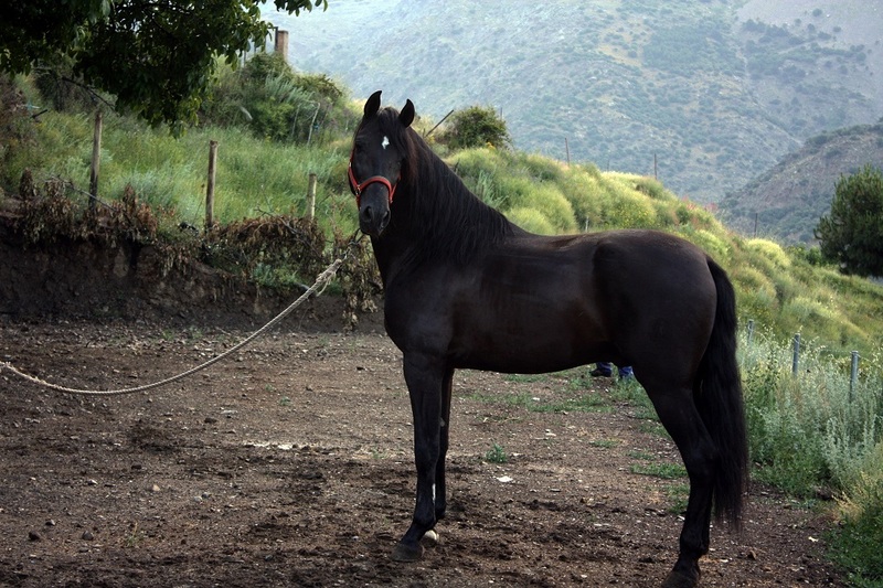 VENTA DE CABALLOS P.R.E (TREVELEZ) - Caballos Pura Raza Española (P.R.E.)