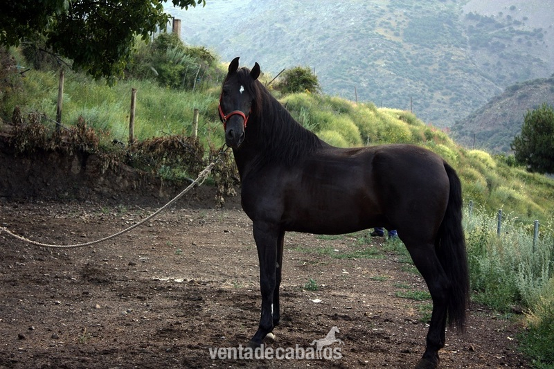 VENTA DE CABALLOS P.R.E (TREVELEZ) - Caballos Pura Raza Española (P.R.E.)