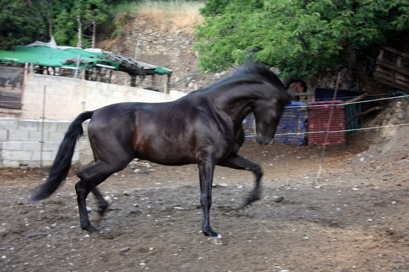 VENTA DE CABALLOS P.R.E (TREVELEZ)