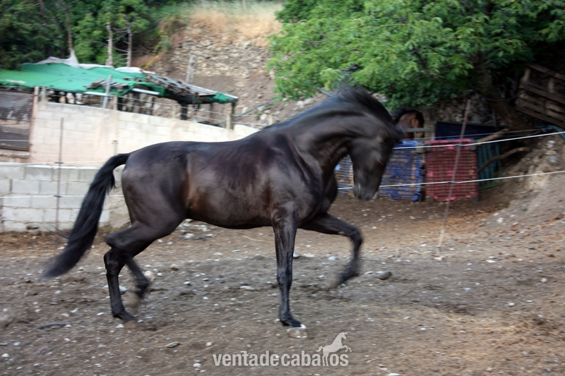 VENTA DE CABALLOS P.R.E (TREVELEZ)