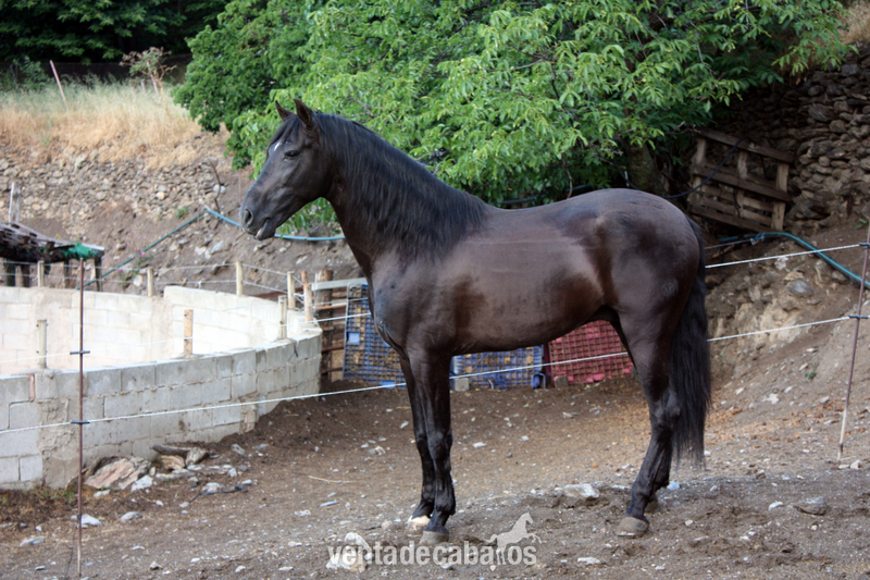  VENTA DE CABALLOS P.R.E (TREVELEZ)