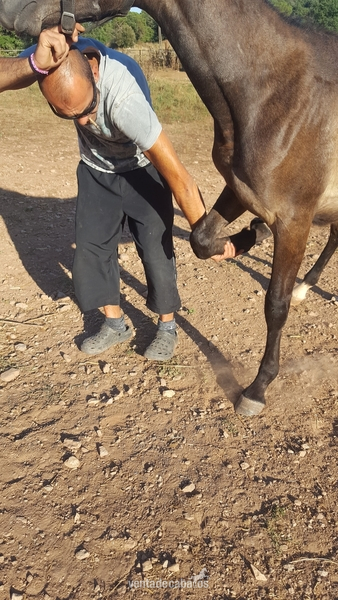 Arabe