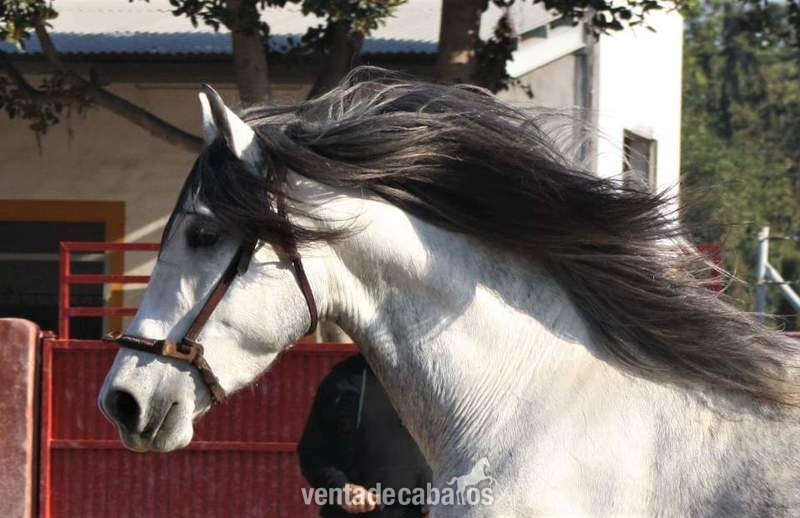 Caballos Pura Raza Española (P.R.E.) Pre - Samurái Pozoblanco Pre