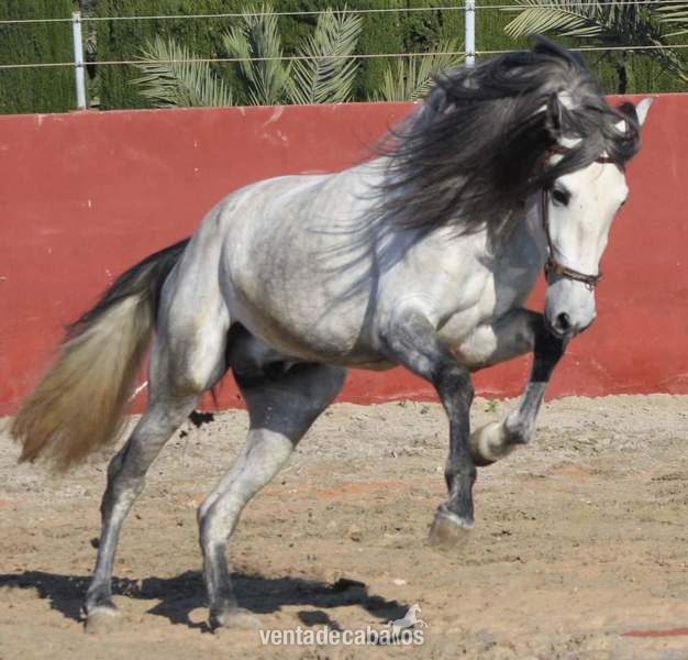 Samurái Pozoblanco Pre - Caballos Pura Raza Española (P.R.E.) Pre