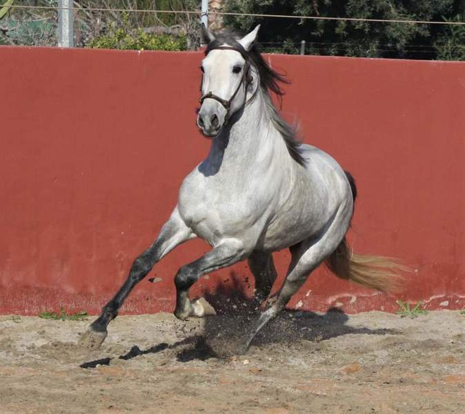 Samurái Pozoblanco Pre - Pre