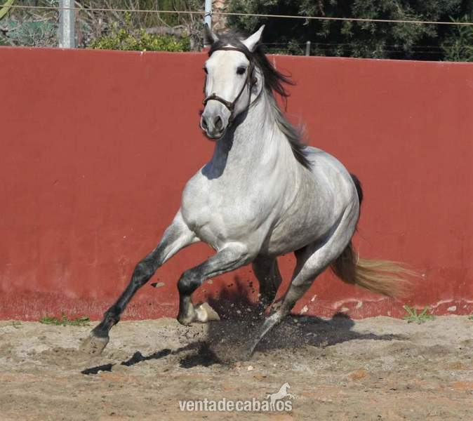 Samurái Pozoblanco Pre - Pre