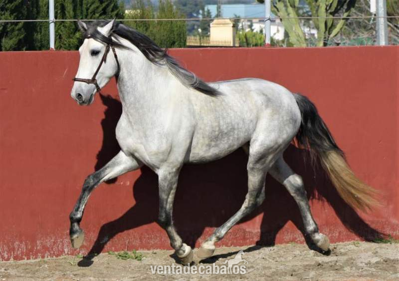 Samurái Pozoblanco Pre - Caballos Pura Raza Española (P.R.E.)
