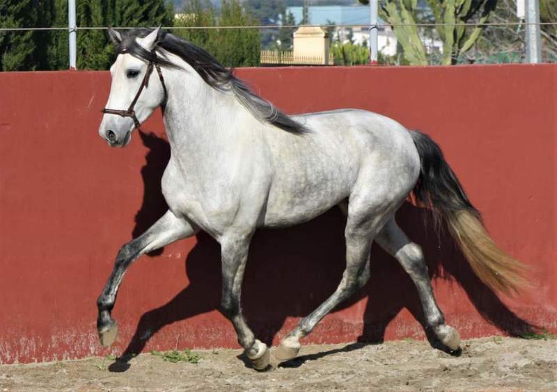 Samurái Pozoblanco Pre - Caballos Pura Raza Española (P.R.E.)