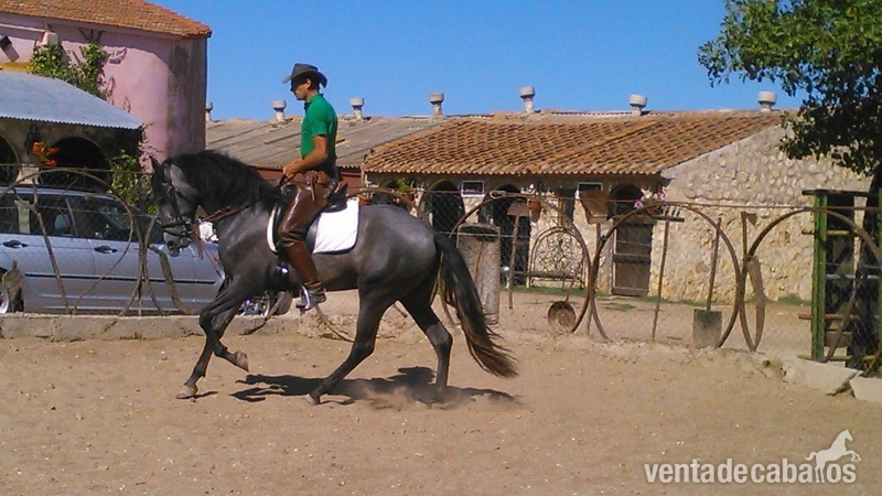 Caballo tordo para clasica in 