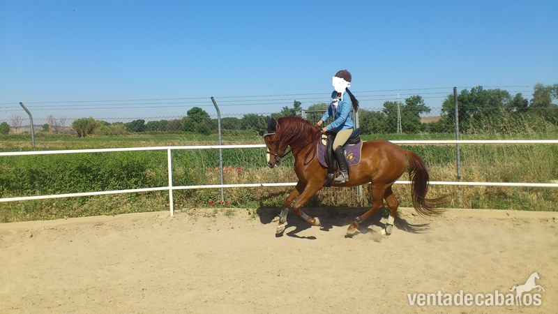 Vendo o cambio caballo  in 