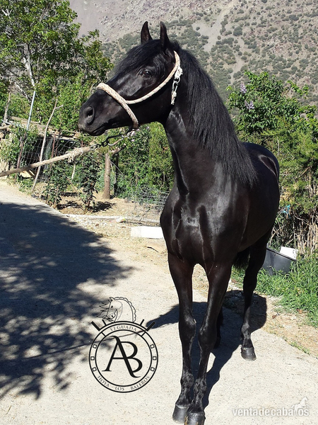 Potro capa negra Trevelez  - Potros in 