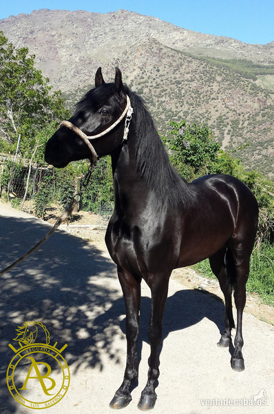 Potro capa negra Trevelez  - Potros