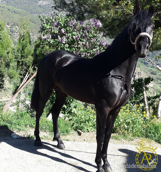 Potros - Potro capa negra Trevelez  in 