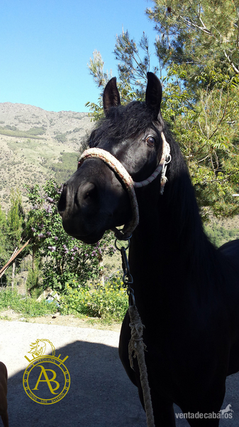 Potro capa negra Trevelez 