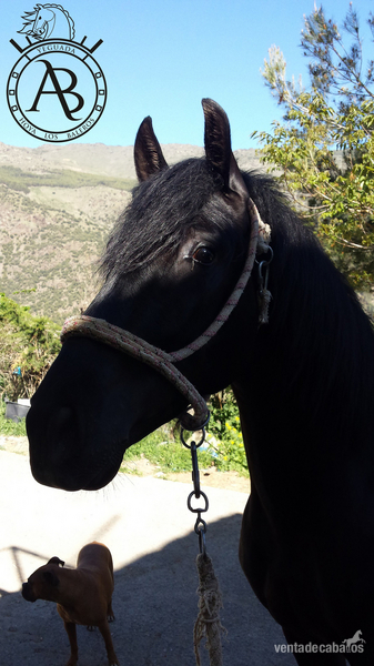  Potro capa negra Trevelez 