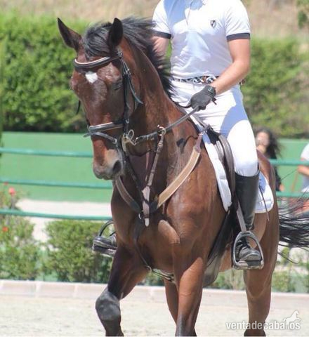 vende caballo de salto K. W. P. N in 