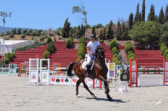 Caballos Capados KWPN - vende caballo de salto K. W. P. N