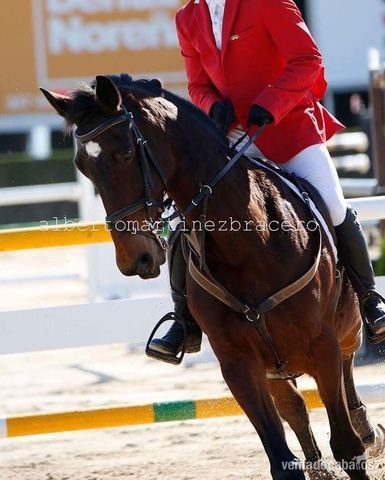 vende caballo de salto K. W. P. N - Caballos Capados KWPN