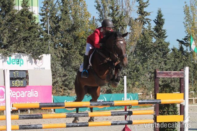 vende caballo de salto K. W. P. N - KWPN